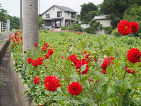 2023.06.10������Կ���Į���ä��������ࡡ���Ĥ�����P1019892