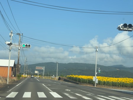牛花前 愛野町じゃがいも畑IMG_8837