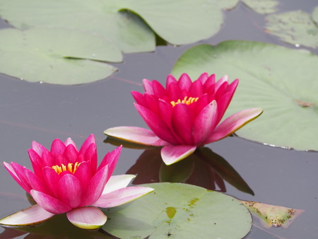 2022.05.31 ����Կ���Į������ϥ���P5291067