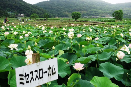 11-���������ϥ���DSC09804