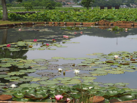 2023.06.10������Կ���Į������ϥ���P1019594