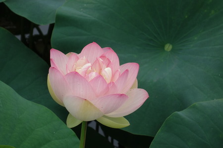 18-���������ϥ���DSC09779