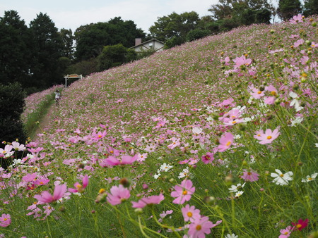 ��������Υ����⥹����μ�P1011887