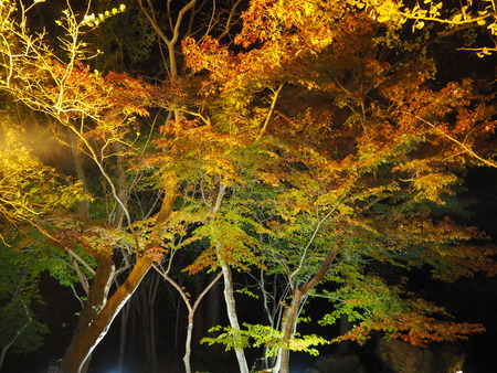 2021.11.17 ����Զ�ëĮ���¾���PB167137