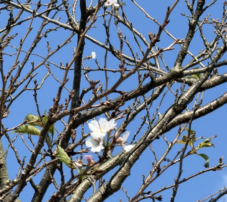 ����Į�ķ�Υ����⥹Ȫ ��IMG_1323