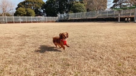 2022.02.13 雲仙市国見町 百花台公園ドックランIMG_8379