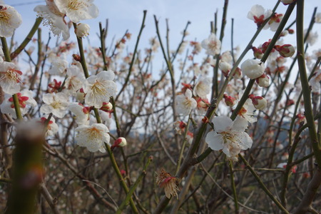 14-虎馬園DSC07615