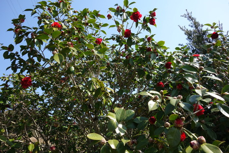 16-虎馬園DSC04929