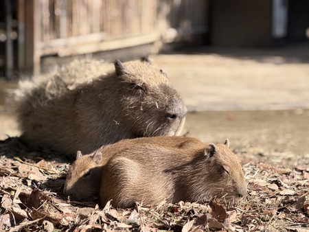 Ĺ��Х����ѡ��������ԥХ�IMG_0368