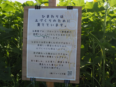 諫早湾干拓地の、ひまわり畑P1010144