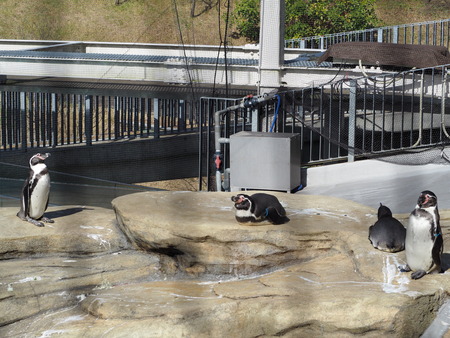 2021.11.14 �����ݻԡ��彽����ư��ʪ�ࡡ�������PB136626