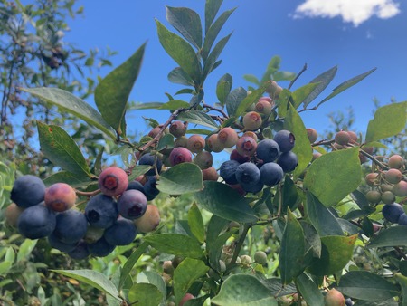 2025.08.14������ԡ����ӥ֥롼�٥꡼��IMG_8839