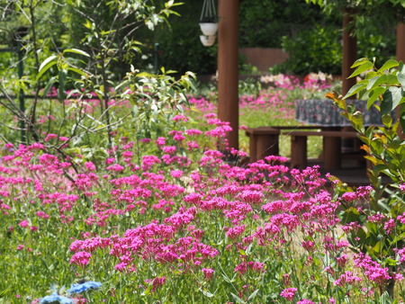 毎熊さんのバラ園 Mai's garden P1011954