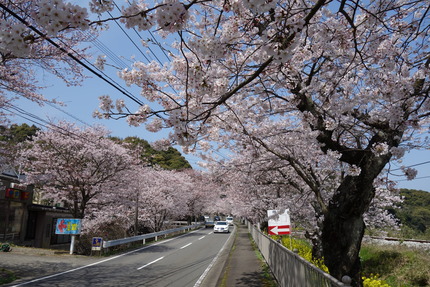 8-多良見町古川の桜-DSC04099
