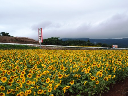 25-愛野町 国道沿いP7214088