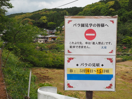 2024.05.11 諫早市大場町 大室さんのバラ園P5112930