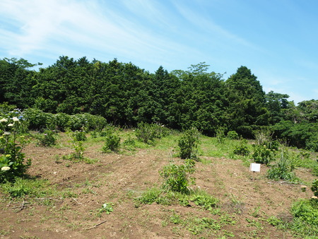 2021.05.28������Կ���Į���å���������P5232136