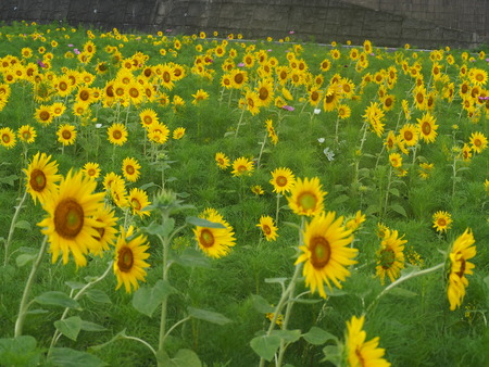 2021.07.07����Ծ�Ĺ��Į�����ե롼�ĥХ���P7078699