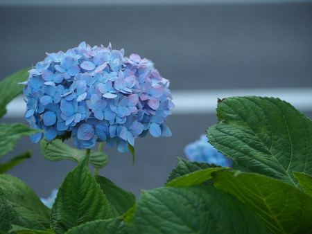 2021.05.25 大村公園 菖蒲P5232470