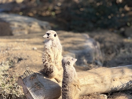 Ĺ��Х����ѡ������ߡ�������å�IMG_0271