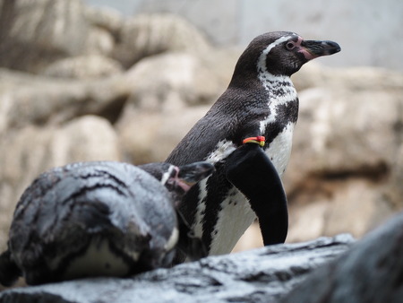 Ĺ��ԡ�Ĺ��ڥ󥮥��²��P2142082