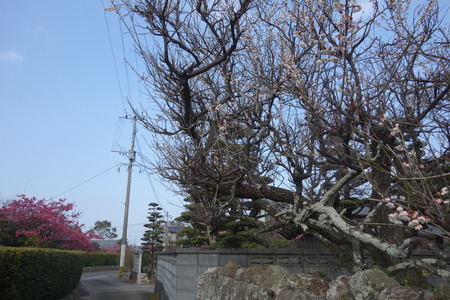 11-国見町 神代小路DSC06523