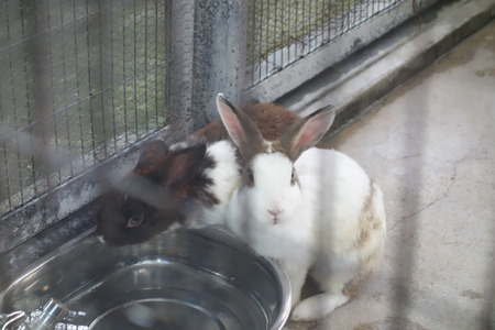 20-Ĺ���ưʪ�Ҥ���DSC09526