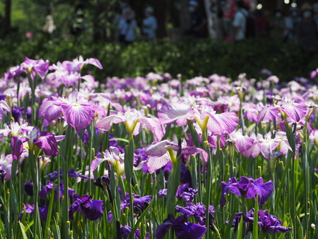 2022.06.03 大村公園 花菖蒲P6031244