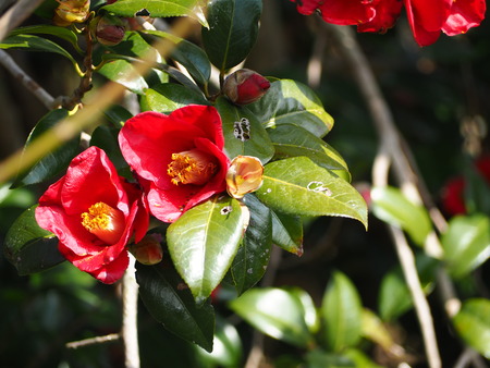 2023.02.15 長崎市松原町 虎馬園P1016133