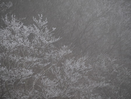 雲仙仁田峠の霧氷P1011614