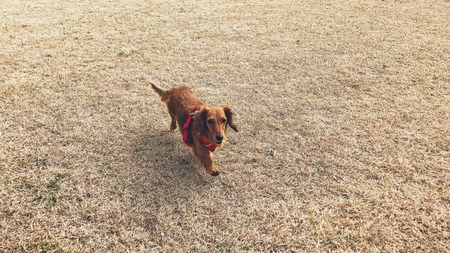 2022.02.13 雲仙市国見町 百花台公園ドックランIMG_8399