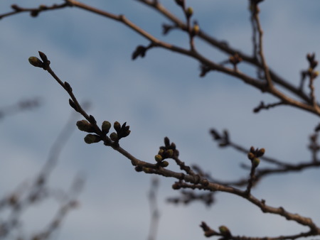 �������⸶�κڤβ�P3151514