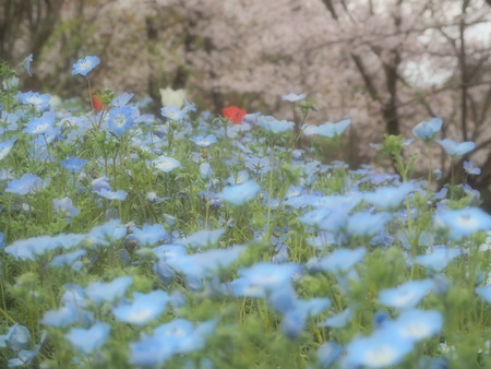2023.04.01 雲仙市吾妻町 馬渡さんの花畑P1011203