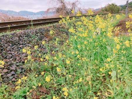 2022.03.20 多良見町 古川の桜並木IMG_2041