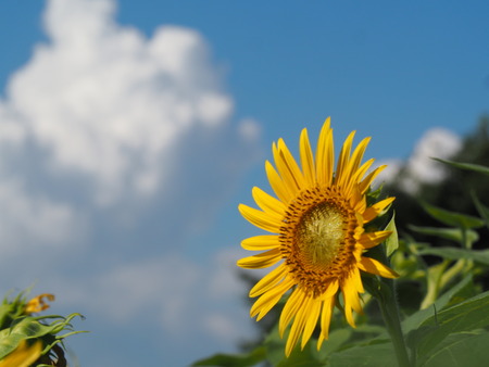 2025.08.14 南島原 大地農園ひまわり畑P8150734