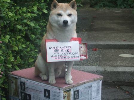 天才犬 太郎左衛門も 龍馬伝 を応援しています 長崎 諫早市民 ふくちゃんの食う 寝る 遊ぶ日記