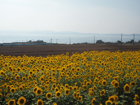2021.08.07 南島原市加津佐町 ひまわり畑P8039935