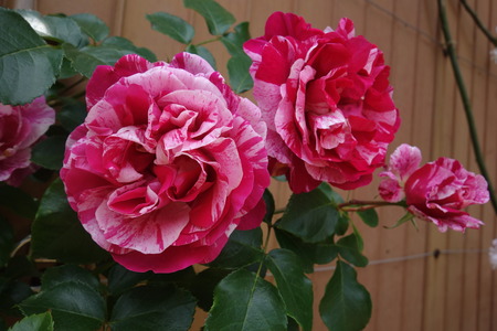 ����������Х��DSC00291