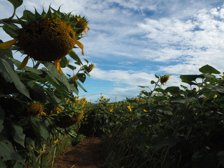 2022.07.30 ����Ծ���Į���Ҥޤ�ꥯ������P7303594