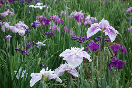 7-大村公園菖蒲DSC01335