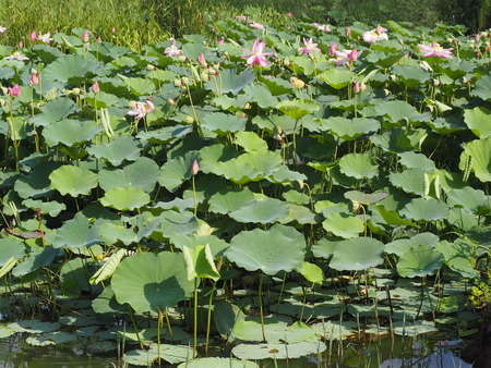 2025.07.22¡¡ëÝÁá»Ô¡¡ÅâÈæ¥Ï¥¹±à¡¡ÁÐÆ¬Ï¡P7230197