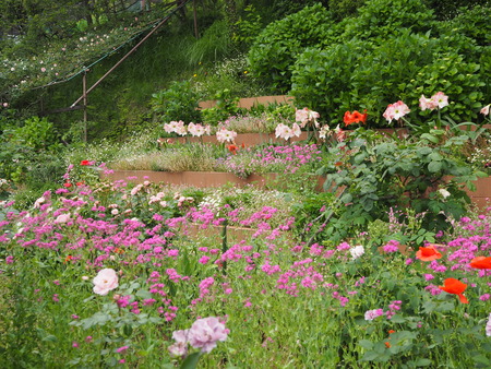 10-諫早市栗面町 Mai's garden P5171382