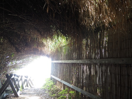 2023.07.29Ĺ��԰˲��硡�ץ쥸�㡼�������ɥߥ塼������P1010894