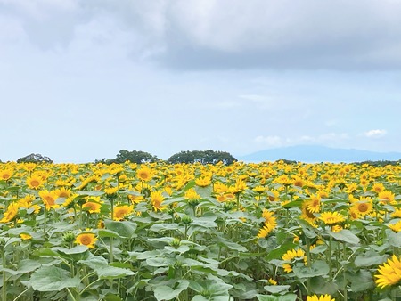 2021.06.19 雲仙市愛野町IMG_4236