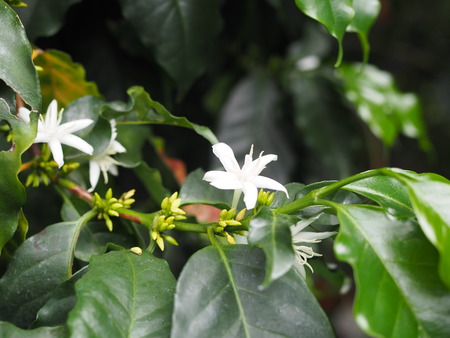 2024.07.02 大村市 長崎スコーコーヒーパークP1010667