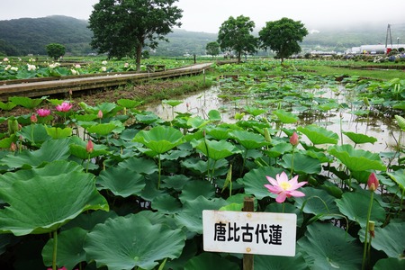 9-���������ϡ��DSC09800