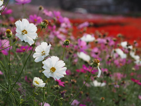 ͭ���ο��ե�����PB021510