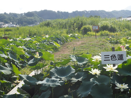 2025.07.22¡¡ëÝÁá»Ô¡¡ÅâÈæ¥Ï¥¹±à¡¡ÁÐÆ¬Ï¡P7230093