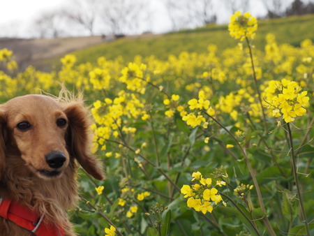 �������⸶�κڤβ�P3151476