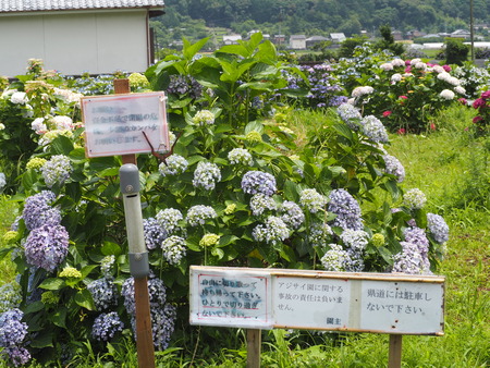 2023.06.10������Կ���Į���ä��������ࡡ���Ĥ�����P1019836